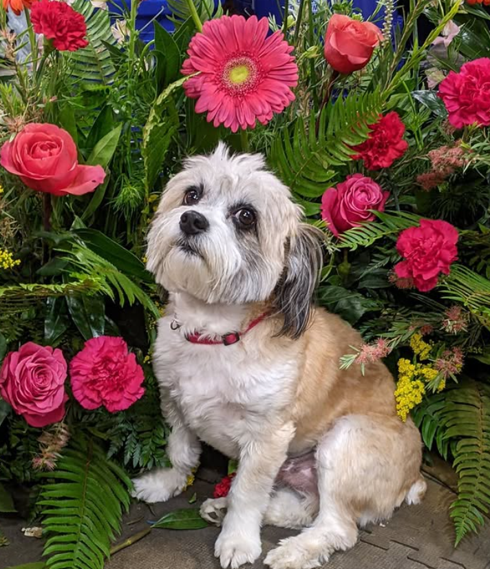 shop dog max