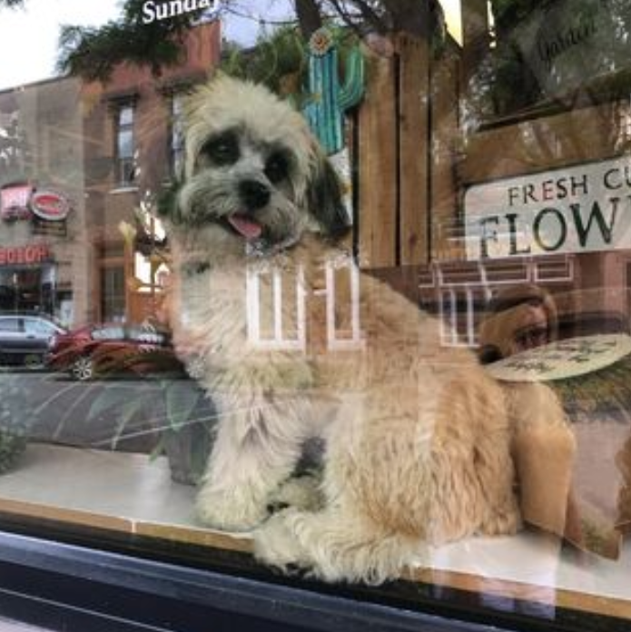 how much is that doggy in the window _01