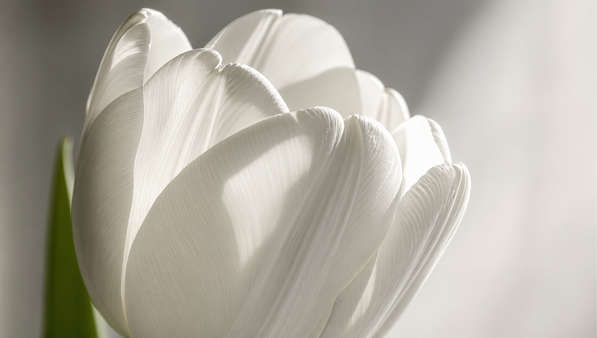 The Colors of Spring: How Flower Shades Influence Mood and Emotion